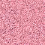 pink\pink095.jpg